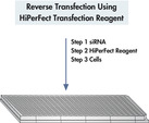 Reverse Transfection Using HiPerFect Transfection Reagent 