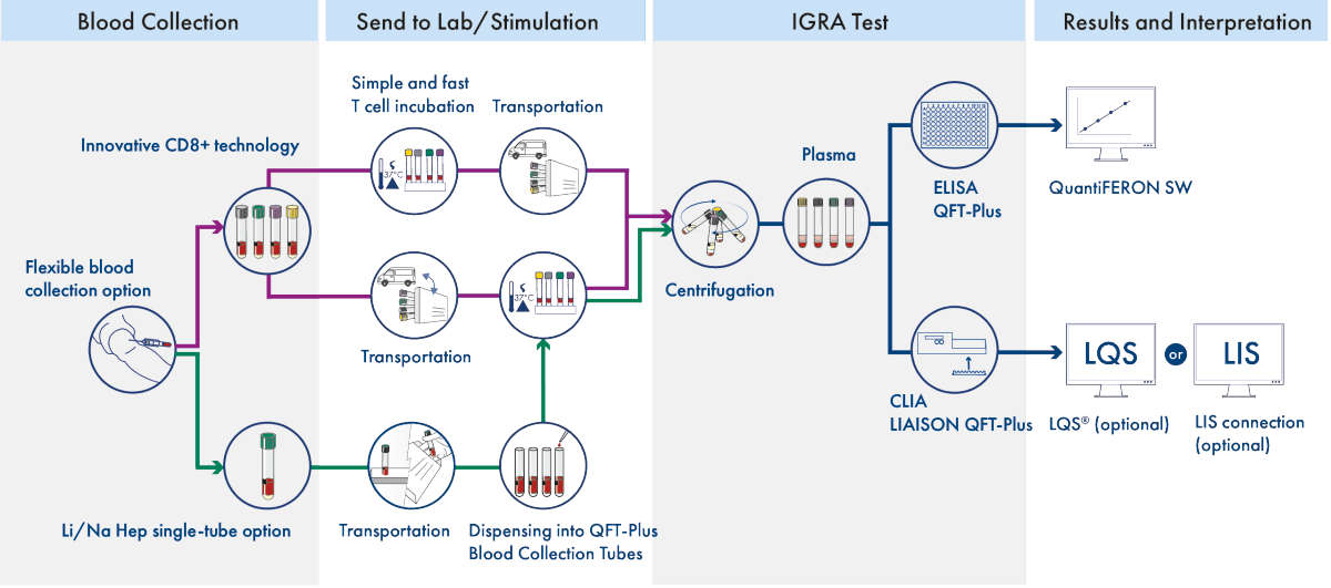 QuantiFERON, QFT, workflow, illustration, QFT-Plus complete workflow at a glance