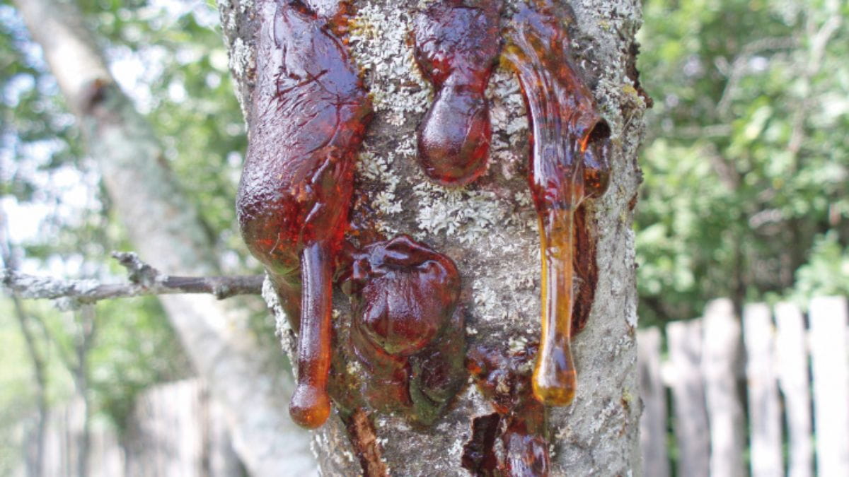 Mastics are chewing “gums” made from tree pitch