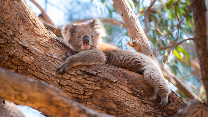 Koala chlamydia infections