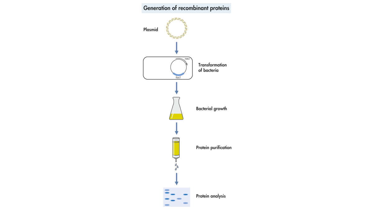 Expression of proteins in E coli