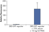 Cignal Reporter Assay measures activation of serum response factor (SRF) transcription activity.