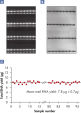 Reproducible yields of high-quality RNA.