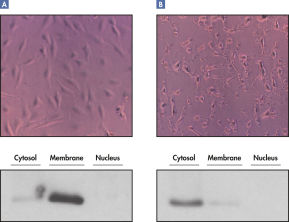 Qproteome Cell Compartment Kit