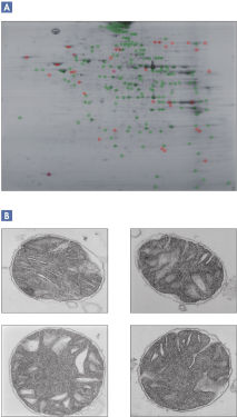 Qproteome Mitochondria Isolation Kit
