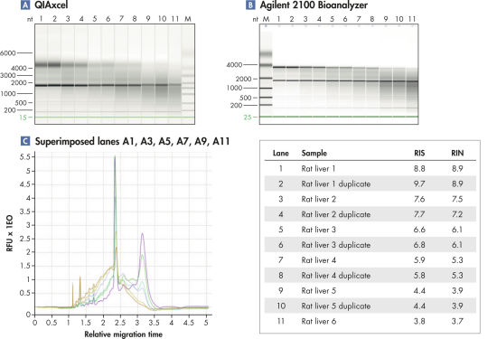 QIAxcel RNA QC Kit v2.0