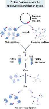 Protein purification with the Ni-NTA protein purification system.