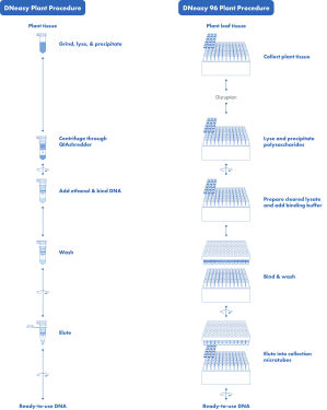 DNeasy Plant Kits for Fungal & Plant DNA Extraction | QIAGEN