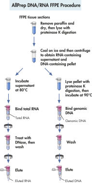 AllPrep DNA/RNA FFPE Kit