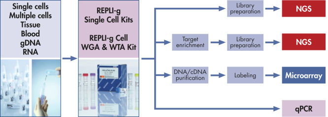 REPLI-g amplified cDNA and gDNA perform like gDNA in downstream experiments.