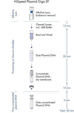 HiSpeed Plasmid Giga EF procedure