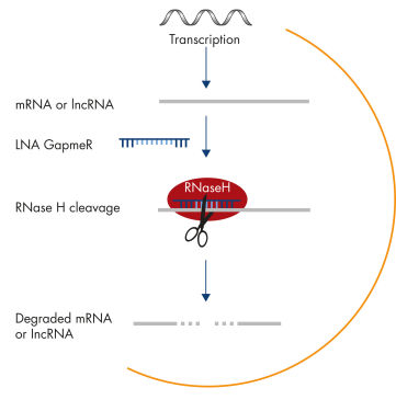Silencing of mRNA and long non-coding RNA using Antisense LNA GapmeRs.