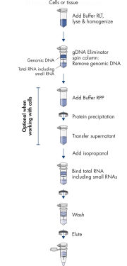 miRNeasy Tissue/Cells Advanced Kit procedure