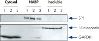 Reproducible, efficient separation of marker proteins.