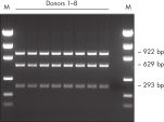 Efficient multiplex PCR of 3 mitochondrial genes.