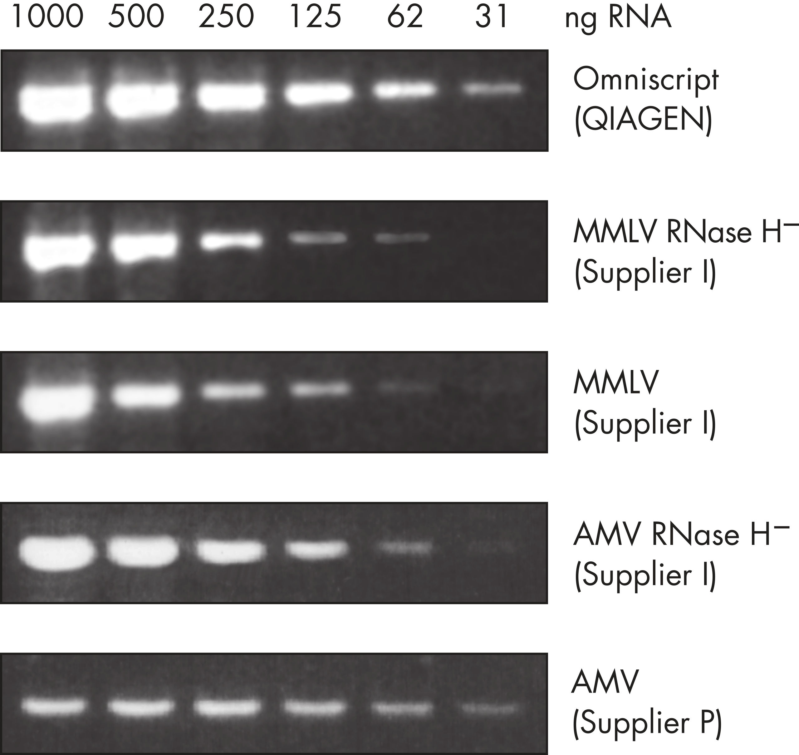 MMLV High Performance Reverse Transcriptase Kit