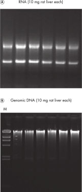 AllPrep DNA/RNA Kits | DNA/RNA Purification Kits | QIAGEN