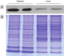 Reliable western blotting and SDS-PAGE.