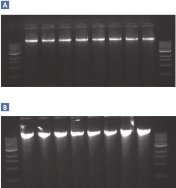 Reproducible purification of high-quality DNA.