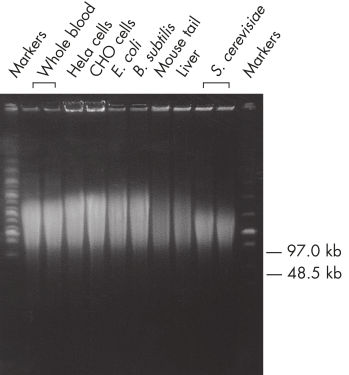 Genomic DNA of up to 150 kb.