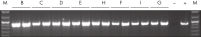Consistent PCR results.