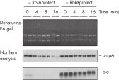 RNAprotect Bacteria Reagent prevents mRNA degradation.