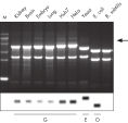 High-quality RNA from a variety of samples.