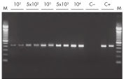 RT-PCR of RNA from as few as 100 cells.