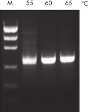 Taq PCR Master Mix Kit