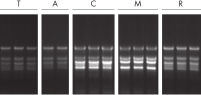 Reproducible RNA purification from plant tissues.