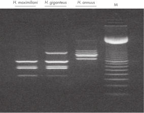 DNeasy Plant Pro Kits for Tough Plant DNA Extraction | QIAGEN