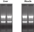 High quality total RNA from rat liver and muscle tissue.