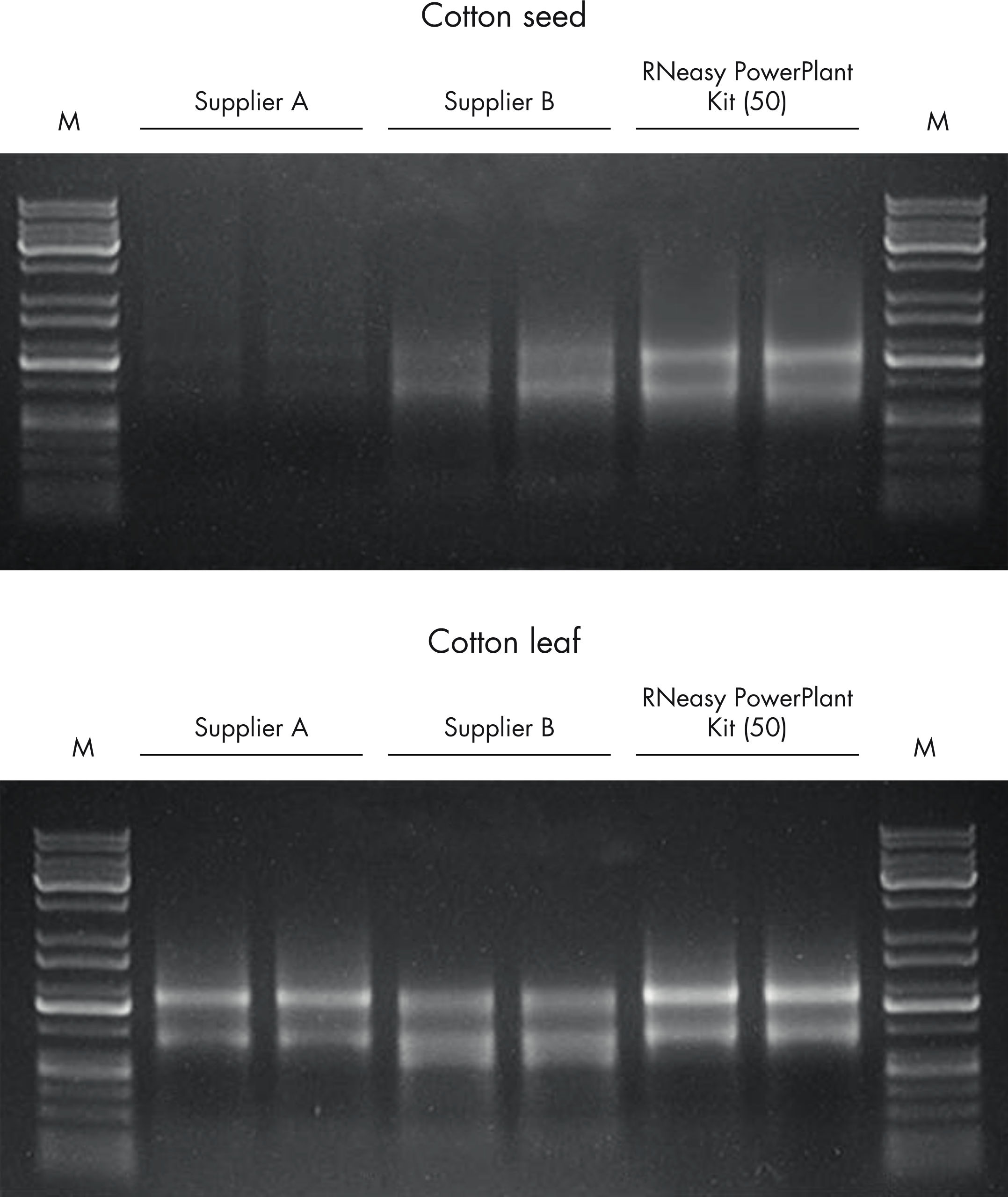 gangbenlian304ページ 1_5_WebFullSizeImage.jpg