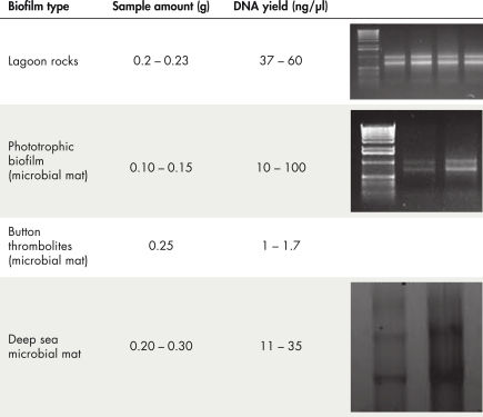 Figure 1. High-quality RNA yield from a range of biofilms.
