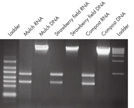 Figure 1. High-quality DNA and RNA from the same soil samples using PowerSoil Kits.