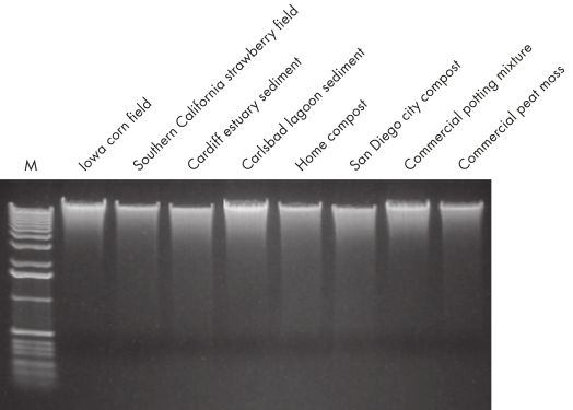 Figure 1. Total genomic DNA isolated from any soil type.