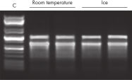 Figure 2. RNeasy PowerMicrobiome Kit isolated high-quality total RNA from canine stool samples.