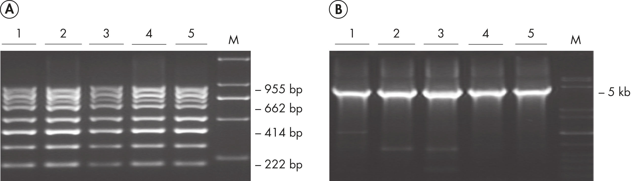 PAXgene Tissue FIX Container (50 ml)