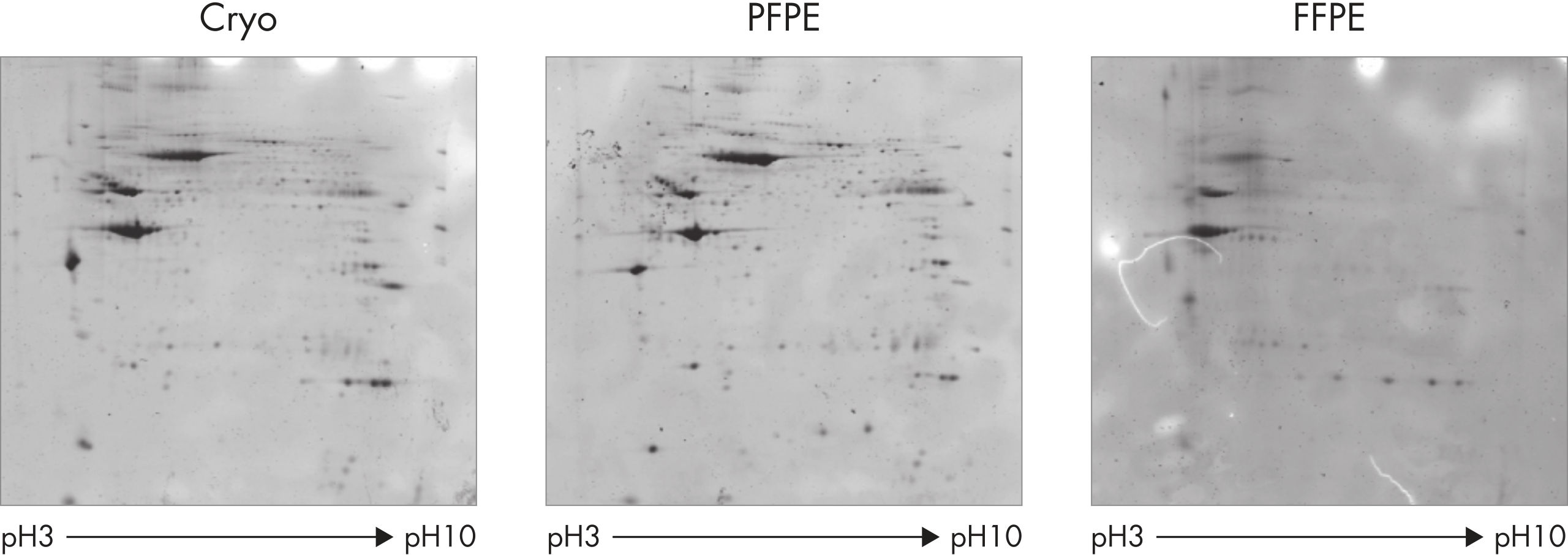 PAXgene Tissue FIX Container (50 ml)