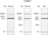 CRISPR assay design is optimized for human, mouse or rat gene targets.