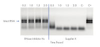RNase Inhibitor Hu is thermostable at 60°