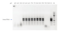RNase Inhibitor Hu works in a wide pH range, from 5.5 to 9.0