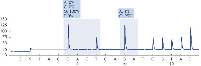 Pyrogram trace of a normal genotype in codons 12 and 13.