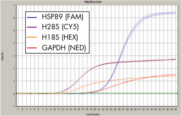 QuantiFast Multiplex PCR Kits