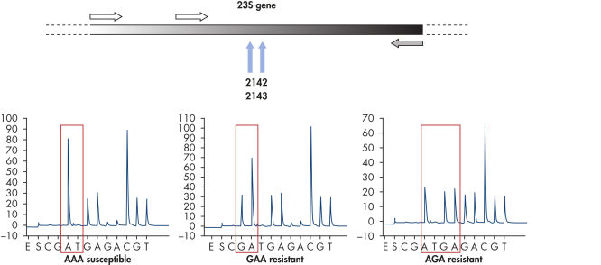 Analysis of antibacterial resistance in Helicobacter pylori.