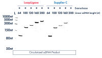 Efficient circularization of longer substrates