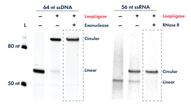 Exceptionally efficient intramolecular ligation