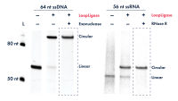 Exceptionally efficient intramolecular ligation