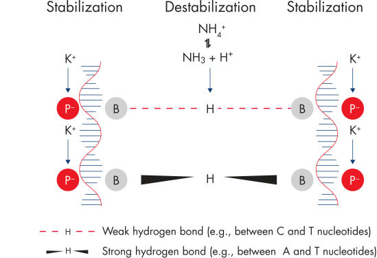 Increased specificity of primer annealing.