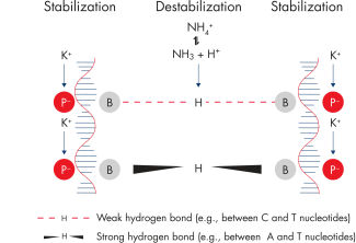 たーたたーた HotStarTaq DNA Polymerase